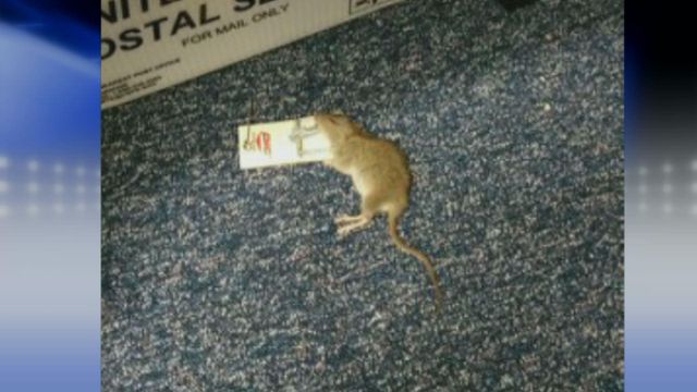 Rats aplenty at Raleigh state office