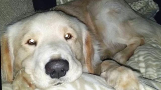 Family to fight in court for return of adopted dog