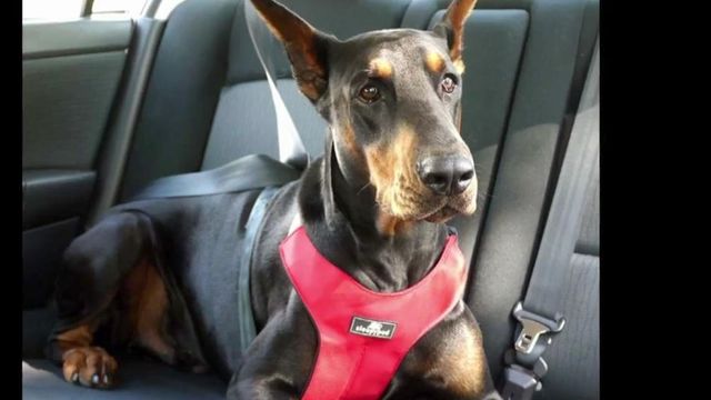 Properly restrain pets to keep them safe during car rides