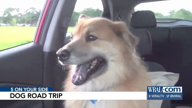 Secure restraints keep dogs, people safe on road trips