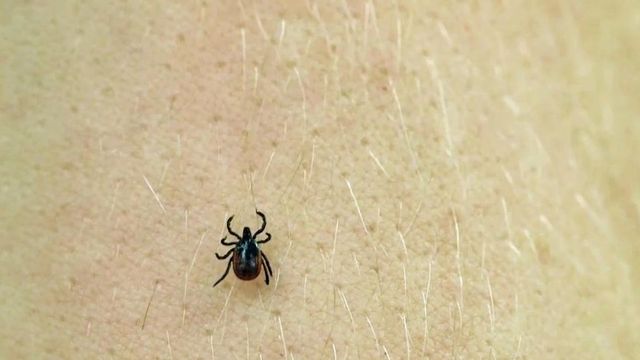 Consumer Reports finds the best repellents to keep bugs at bay