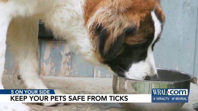 Keep your pets safe from ticks