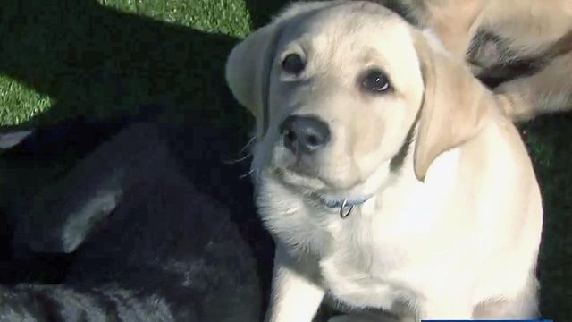 Duke program helps train puppies to become assistance dogs