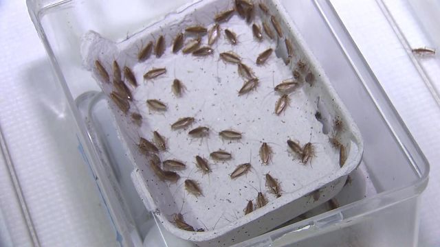 Raw: To study cockroaches, males kept separate from females