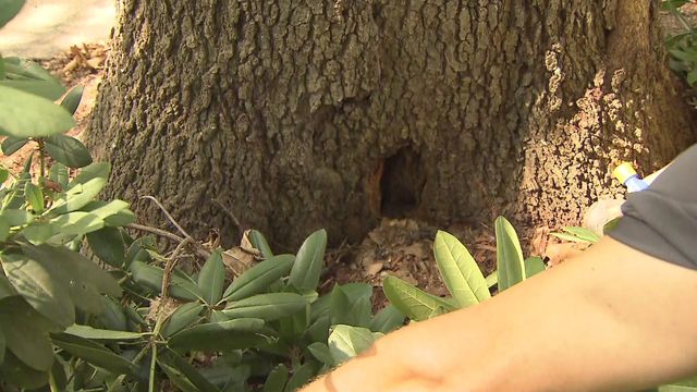 Expert points out hole in tree