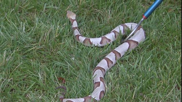 Why do venomous snake bites lead to huge health care costs?