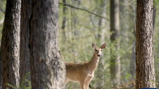 How drivers can avoid hitting a deer while driving
