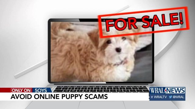 How to Spot a Puppy Scam Online