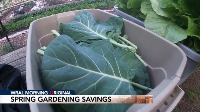Plant vegetables, save money this spring