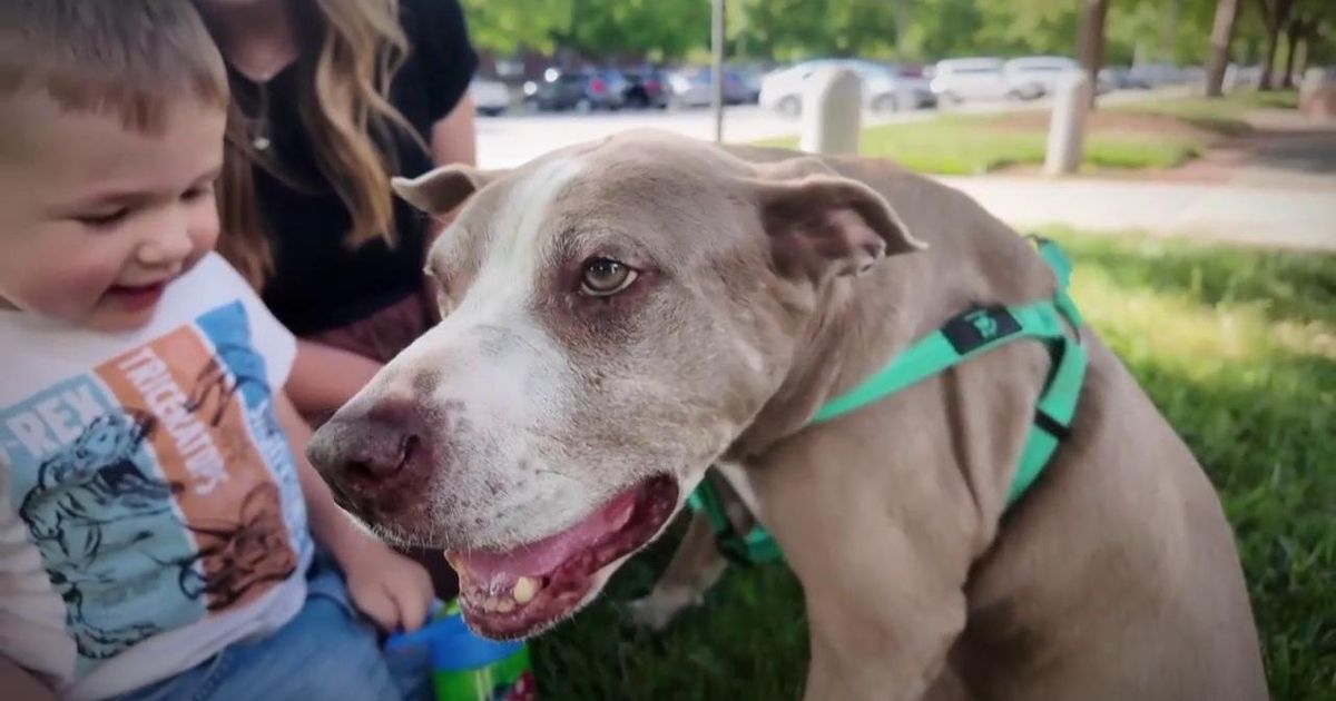After an Amazon delivery, a NC dog was left fighting for her life