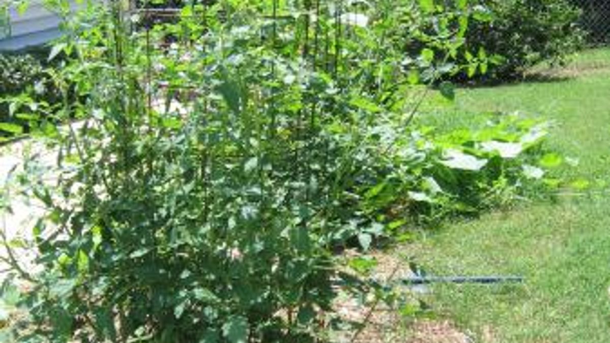 Tomato Plant