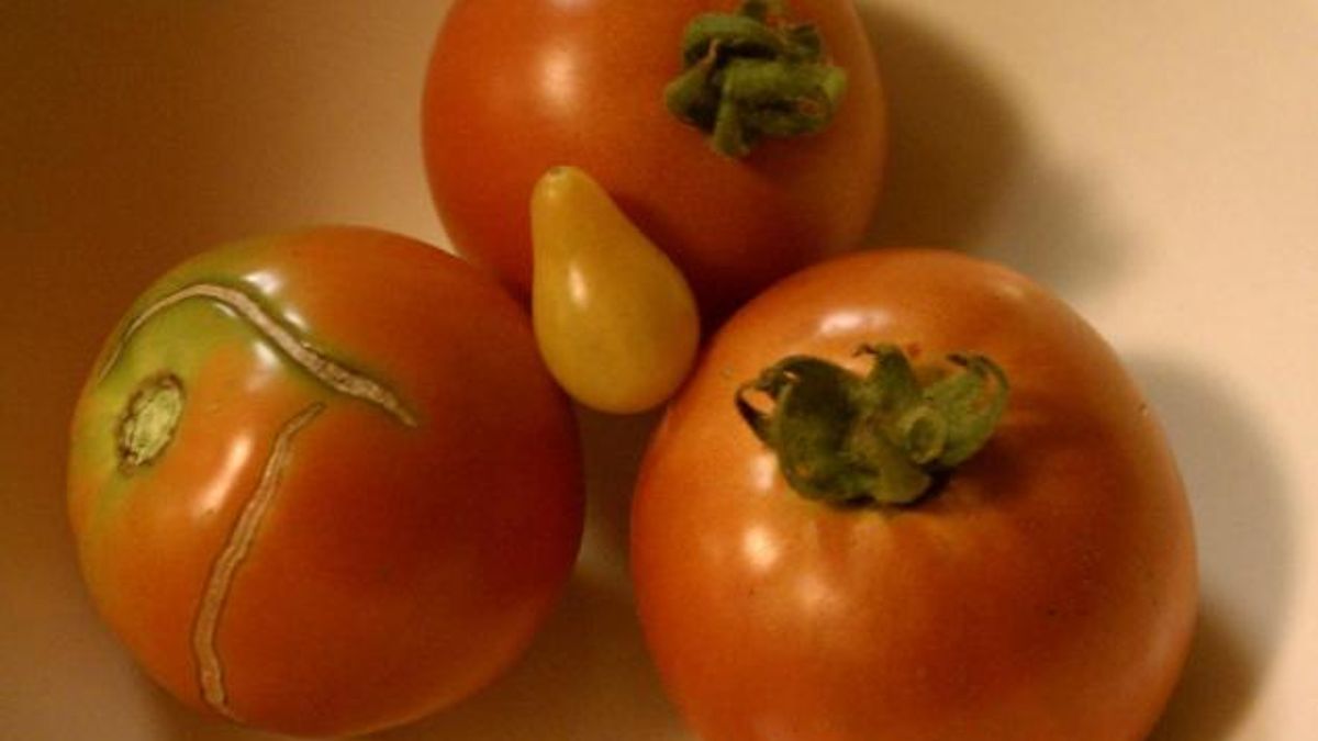 Tomatoes from our garden