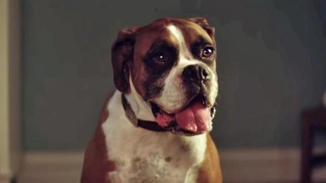 Buster the boxer