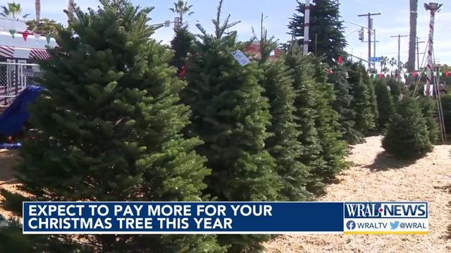 Expect to pay more for your Christmas tree this year