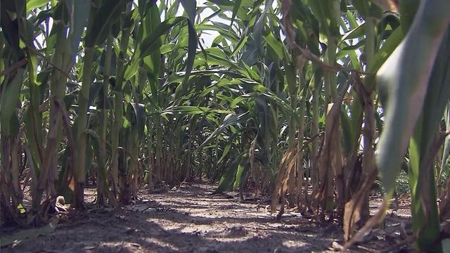 Surplus of rain in eastern NC boosting region's farms