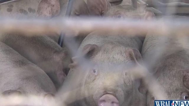 NC farmers nervously eye African swine fever