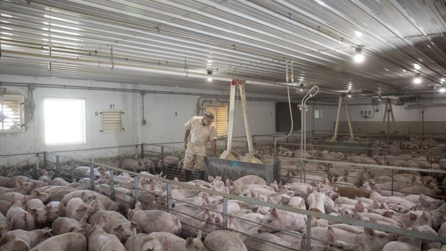 New study calls factory farming 'petri dish' for pandemics