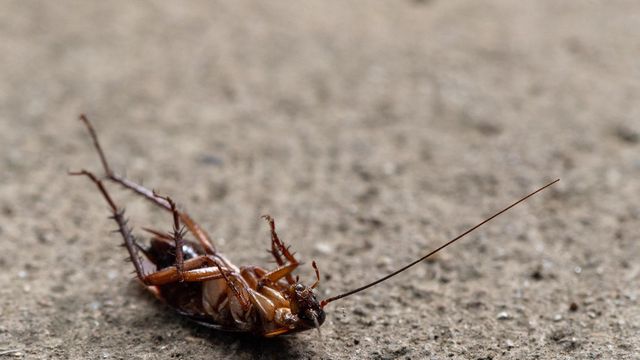 'It was literally just covered,' Cockroaches often the culprit of overheating gaming systems