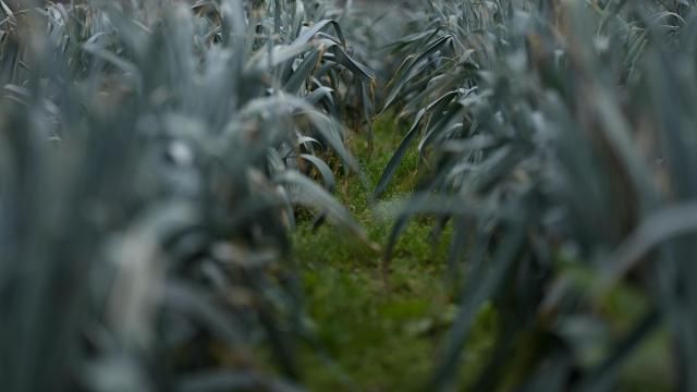 Leeks grow in a field in West Flanders, Belgium, Wednesday, Feb. 21, 2024. After hundreds of tractors disrupted an EU summit in Brussels in early February, farmers plan to return on Monday to be there when farm ministers discuss an emergency item on the agenda; simplification of agricultural rules that some fear could also amount go a weakening of standards. (AP Photo/Virginia Mayo) Leeks grow in a field in West Flanders, Belgium, Wednesday, Feb. 21, 2024. After hundreds of tractors disrupted an EU summit in Brussels in early February, farmers plan to return on Monday to be there when farm ministers discuss an emergency item on the agenda; simplification of agricultural rules that some fear could also amount go a weakening of standards. (AP Photo/Virginia Mayo)