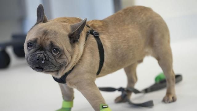 Harrison, a French bulldog, is seen in the surgery prep area at the Schwarzman Animal Medical Center, Friday, March 8, 2024, in New York. Harrision is a familiar sight having previously been cared for by the hospital's surgery, neurology, internal medicine and dental teams. (AP Photo/Mary Altaffer) Harrison, a French bulldog, is seen in the surgery prep area at the Schwarzman Animal Medical Center, Friday, March 8, 2024, in New York. Harrision is a familiar sight having previously been cared for by the hospital's surgery, neurology, internal medicine and dental teams. (AP Photo/Mary Altaffer)