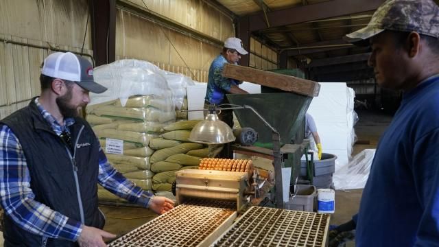 Fernando Osorio Loya, center, a contract worker from Veracruz, Mexico, stirs soil for a seeding machine as Jamie Graham, left, and Fredy Osorio, right, also a contract worker from Veracruz, Mexico, unload trays of seeded tobacco, Tuesday, March 12, 2024, at a farm in Crofton, Ky. The latest U.S. agricultural census data shows an increase in the proportion of farms utilizing contract labor compared to those hiring labor overall. (AP Photo/Joshua A. Bickel) Fernando Osorio Loya, center, a contract worker from Veracruz, Mexico, stirs soil for a seeding machine as Jamie Graham, left, and Fredy Osorio, right, also a contract worker from Veracruz, Mexico, unload trays of seeded tobacco, Tuesday, March 12, 2024, at a farm in Crofton, Ky. The latest U.S. agricultural census data shows an increase in the proportion of farms utilizing contract labor compared to those hiring labor overall. (AP Photo/Joshua A. Bickel)