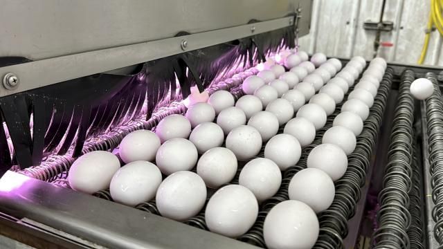 FILE - Eggs are cleaned and disinfected at the Sunrise Farms processing plant in Petaluma, Calif., on Thursday, Jan. 11, 2024, which had seen an outbreak of avian flu. Egg prices are at near-historic highs in many parts of the world as the spring holidays approach, reflecting a market scrambled by disease, high demand and growing costs for farmers. (AP Photo/Terry Chea) FILE - Eggs are cleaned and disinfected at the Sunrise Farms processing plant in Petaluma, Calif., on Thursday, Jan. 11, 2024, which had seen an outbreak of avian flu. Egg prices are at near-historic highs in many parts of the world as the spring holidays approach, reflecting a market scrambled by disease, high demand and growing costs for farmers. (AP Photo/Terry Chea)