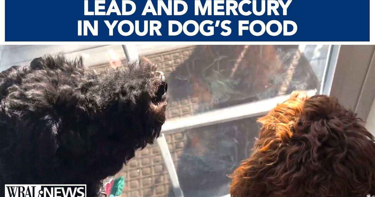 Study reveals alarming lead and mercury levels in popular dog foods