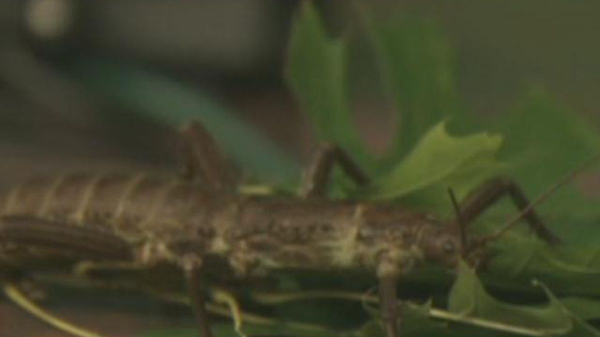 BugFest is This Weekend!