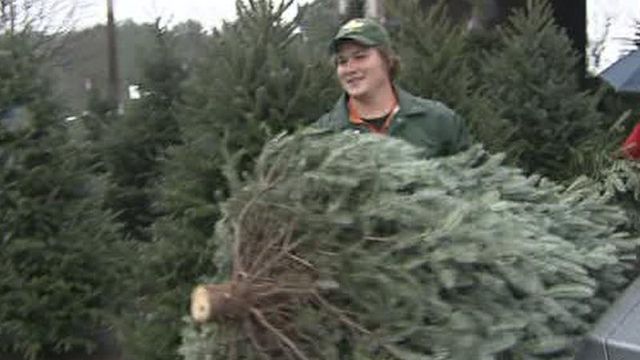 How to buy a tree that will last
