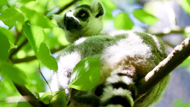 Duke Lemur Center asking for presents on Prime Day 