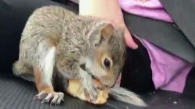 Friendly squirrel visits wife of WRAL's Adam Owens