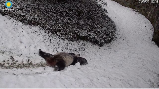 Pandas tumble in the snow at the National Zoo