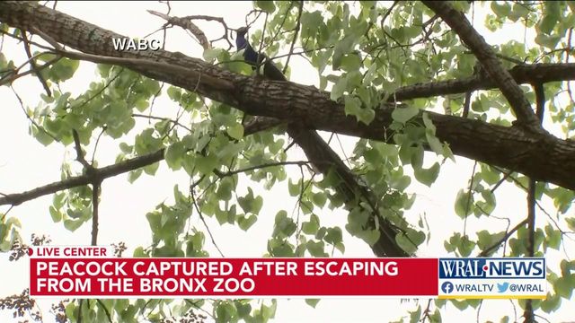 Peacock captured after escaping Bronx zoo