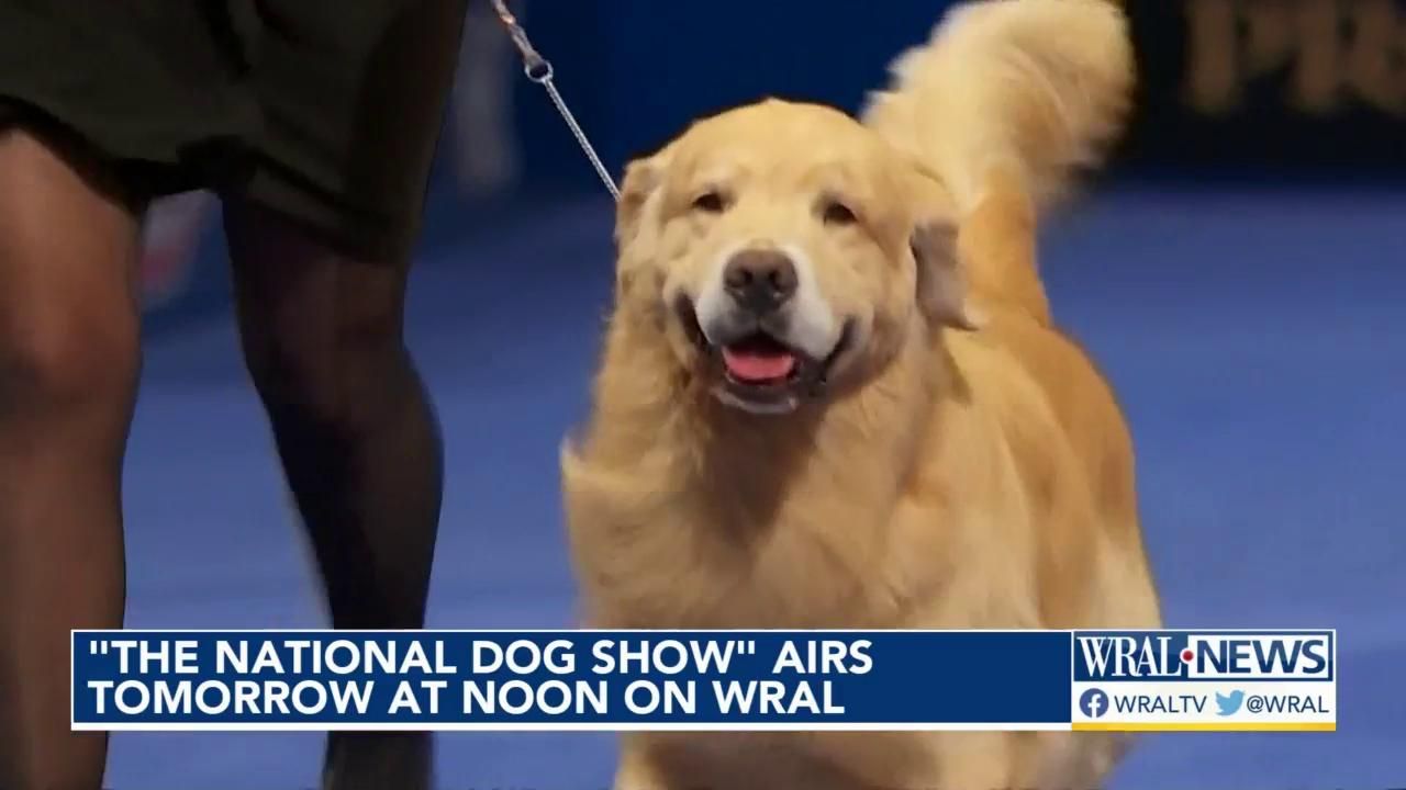 National dog show golden hot sale retriever