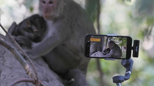 YouTuber Ium Daro, who started filming Angkor monkeys about three months ago, follows a mother and a baby along a dirt path with his iPhone held on a selfie stick near Bayon temple at Angkor Wat temple complex in Siem Reap province, Cambodia, Tuesday, April 2, 2024. The 41-year-old said he hadn't seen any monkeys physically abused, and that he didn't see a problem with what he and the others were doing to make a living. Cambodian authorities are investigating the abuse of monkeys at the famous Angkor UNESCO World Heritage Site. (AP Photo/Heng Sinith) YouTuber Ium Daro, who started filming Angkor monkeys about three months ago, follows a mother and a baby along a dirt path with his iPhone held on a selfie stick near Bayon temple at Angkor Wat temple complex in Siem Reap province, Cambodia, Tuesday, April 2, 2024. The 41-year-old said he hadn't seen any monkeys physically abused, and that he didn't see a problem with what he and the others were doing to make a living. Cambodian authorities are investigating the abuse of monkeys at the famous Angkor UNESCO World Heritage Site. (AP Photo/Heng Sinith)
