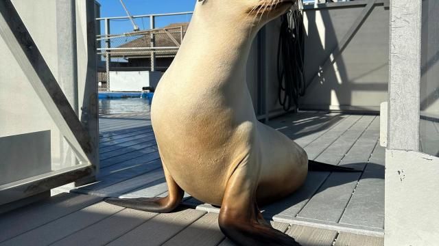 This photo provided by researchers shows California sea lion Ronan in Santa Cruz, Calif., in 2023, under an NMFS 23554 permit. (Carson Hood/UC Santa Cruz via AP)