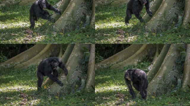 In this combination of photos provided by researchers, a wild male chimpanzee drums on a buttress tree while producing a pant-hoot call as he joins his groupmates in the Budongo Forest of Uganda in May 2017. (Adrian Soldati via AP)