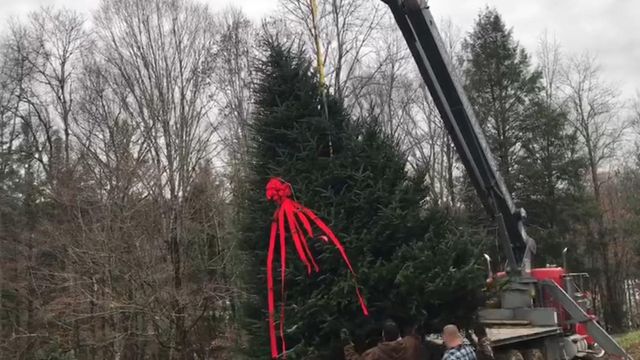 NC Christmas Tree harvested for White House Blue Room 