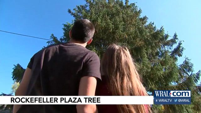 Rockefeller Center tree hails from Florida