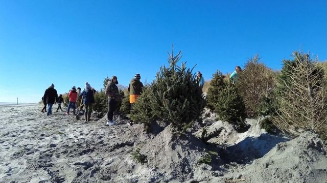 NC Christmas tree begins journey to US Capitol