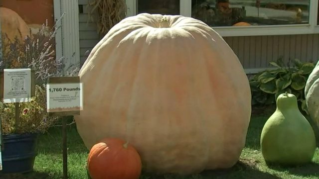 Good gourd! Illinois man grows 1,760-pound pumpkin
