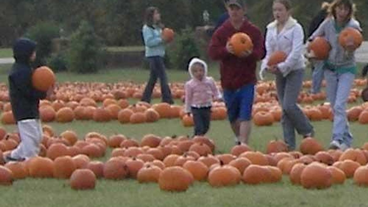 Pumpkin Picking at Hill Ridge Farms