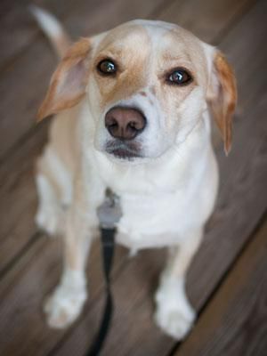 baxter