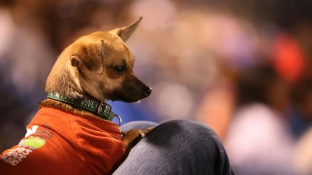 Durham Bulls Bark in the Park