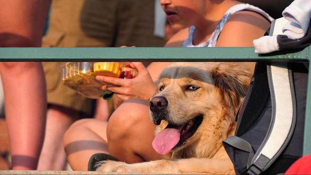 Bark in the Park! - NC Courage