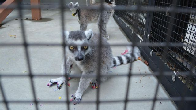 Population growing at Duke Lemur Center