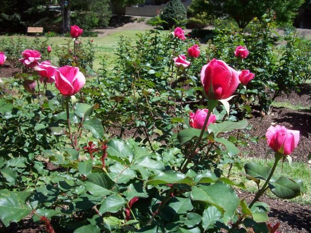 Raleigh Rose Garden