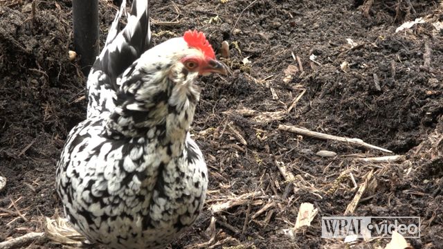 Nine chickens, one coop in Raleigh CEO's backyard