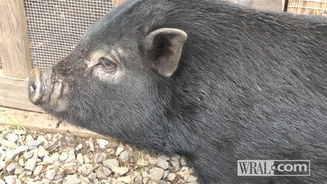 Pig finds new home in Raleigh CEO's backyard