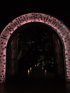 Moonlight in the Garden